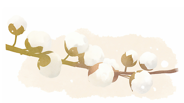 JPG 일러스트 나뭇잎 수채화 사람없음 포근함 목화꽃 아이보리 목화솜 국내일러스트 AI일러스트 AI콘텐츠 꽃 컬러 잎 감각 솜 파일형식