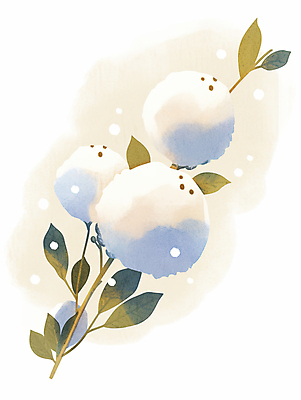 JPG 일러스트 나뭇잎 수채화 사람없음 포근함 목화꽃 아이보리 눈내림 목화솜 국내일러스트 AI일러스트 AI콘텐츠 꽃 컬러 잎 눈_날씨 감각 솜 파일형식