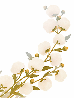 JPG 일러스트 나뭇잎 수채화 사람없음 포근함 목화꽃 아이보리 목화솜 국내일러스트 AI일러스트 AI콘텐츠 꽃 컬러 잎 감각 솜 파일형식