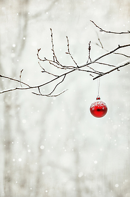 JPG 편집이미지 크리스마스 겨울 사람없음 나뭇가지 눈 눈내림 오너먼트 편집실사 AI포토 AI콘텐츠 자연요소 나무 계절 기념일 크리스마스장식 날씨 눈_날씨 CG 파일형식