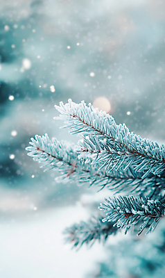 JPG 편집이미지 설경 겨울 사람없음 나뭇가지 눈 소나무 숲 보케 솔잎 눈내림 눈덮임 편집실사 AI포토 AI콘텐츠 자연요소 나무 계절 컨셉 잎 날씨 눈_날씨 풍경 CG 파일형식