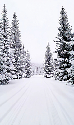 JPG 나무 편집이미지 설경 겨울 풍경 사람없음 산책로 흰색 눈 숲 눈길 눈덮임 편집실사 AI포토 AI콘텐츠 자연요소 식물 계절 길 컬러 컨셉 날씨 눈_날씨 CG 파일형식