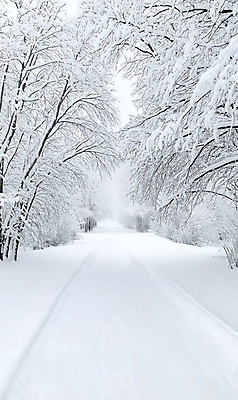JPG 나무 편집이미지 설경 겨울 풍경 사람없음 산책로 흰색 눈 숲 눈길 눈덮임 편집실사 AI포토 AI콘텐츠 자연요소 식물 계절 길 컬러 컨셉 날씨 눈_날씨 CG 파일형식
