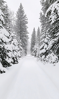 JPG 나무 편집이미지 설경 겨울 풍경 사람없음 산책로 흰색 눈 숲 눈길 눈덮임 편집실사 AI포토 AI콘텐츠 자연요소 식물 계절 길 컬러 컨셉 날씨 눈_날씨 CG 파일형식