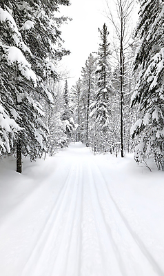 JPG 나무 편집이미지 설경 겨울 풍경 사람없음 산책로 흰색 눈 숲 눈길 눈덮임 편집실사 AI포토 AI콘텐츠 자연요소 식물 계절 길 컬러 컨셉 날씨 눈_날씨 CG 파일형식
