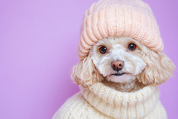 JPG 편집이미지 패션 반려견 겨울 털모자 사람없음 보라색 강아지 스웨터 디지털합성 편집실사 AI포토 AI콘텐츠 모자_잡화 계절 컬러 상의 반려동물 개 CG 파일형식