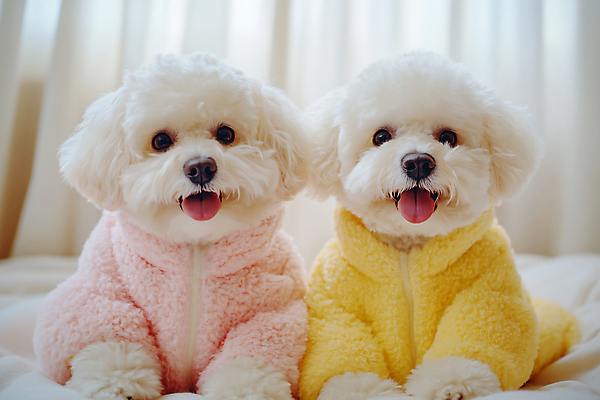 JPG 편집이미지 패션 반려견 겨울 사람없음 이불 흰색 커튼 강아지 천 디지털합성 털점퍼 편집실사 AI포토 AI콘텐츠 계절 컬러 침구 반려동물 점퍼 직물 개 CG 파일형식