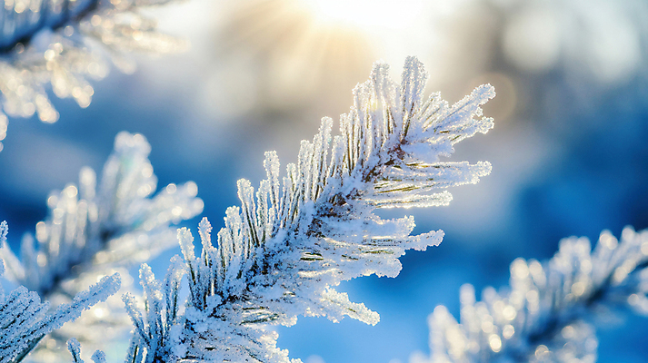 JPG 편집이미지 겨울 자연 사람없음 햇빛 추위 나뭇가지 눈 디지털합성 서리 솔잎 입동 편집실사 AI포토 AI콘텐츠 자연요소 나무 계절 잎 날씨 태양 절기 CG 생태계 파일형식