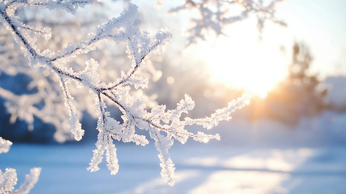 JPG 편집이미지 겨울 자연 사람없음 햇빛 추위 나뭇가지 눈 디지털합성 서리 입동 편집실사 AI포토 AI콘텐츠 자연요소 나무 계절 날씨 태양 절기 CG 생태계 파일형식