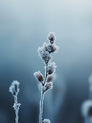 JPG 편집이미지 꽃 겨울 자연 사람없음 추위 눈 디지털합성 서리 입동 편집실사 AI포토 AI콘텐츠 자연요소 식물 계절 날씨 절기 CG 생태계 파일형식