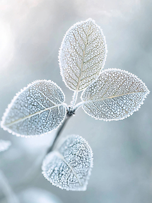 JPG 편집이미지 겨울 자연 나뭇잎 사람없음 추위 눈 디지털합성 서리 입동 편집실사 AI포토 AI콘텐츠 자연요소 계절 잎 날씨 절기 CG 생태계 파일형식