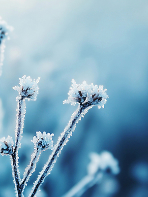 JPG 편집이미지 겨울 자연 사람없음 추위 나뭇가지 눈 디지털합성 서리 입동 편집실사 AI포토 AI콘텐츠 자연요소 나무 계절 날씨 절기 CG 생태계 파일형식