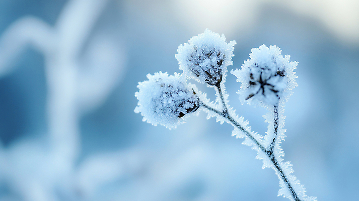 JPG 편집이미지 겨울 자연 사람없음 추위 나뭇가지 눈 디지털합성 서리 입동 편집실사 AI포토 AI콘텐츠 자연요소 나무 계절 날씨 절기 CG 생태계 파일형식