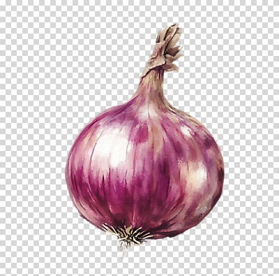 편집이미지 채소 양파 수채화 누끼 사람없음 보라색 번짐 PNG 적양파 컬러 파일형식 효과