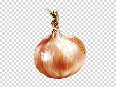 편집이미지 채소 양파 수채화 누끼 사람없음 주황색 번짐 PNG 컬러 파일형식 효과