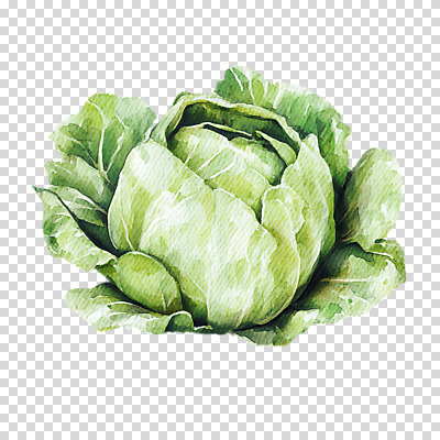 편집이미지 채소 수채화 누끼 사람없음 초록색 양배추 번짐 PNG 컬러 파일형식 효과