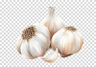 편집이미지 채소 수채화 마늘 누끼 사람없음 번짐 PNG 베이지색 컬러 파일형식 효과