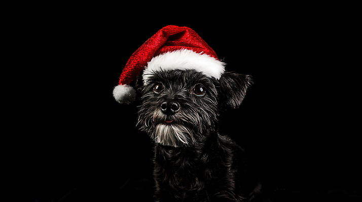 JPG 편집이미지 응시 반려견 크리스마스 산타모자 사람없음 검은색 강아지 요크셔테리어 이미지편집 편집실사 AI포토 AI콘텐츠 모자_잡화 시선 기념일 컬러 반려동물 개 테리어 CG 파일형식