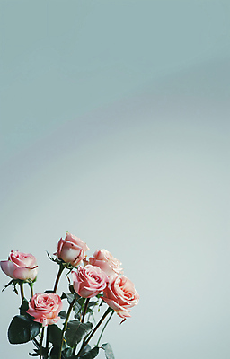 JPG 편집이미지 잎 건조 사람없음 장미 고급 드라이플라워 민트색 편집실사 AI포토 AI콘텐츠 식물 꽃 컬러 컨셉 CG 파일형식