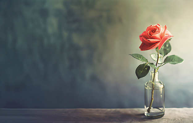 JPG 편집이미지 잎 건조 사람없음 장미 꽃병 회색 고급 드라이플라워 편집실사 AI포토 AI콘텐츠 식물 꽃 컬러 컨셉 CG 파일형식