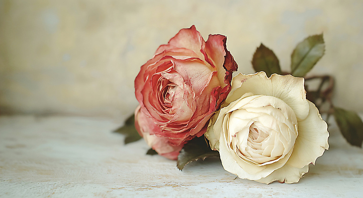 JPG 편집이미지 잎 건조 사람없음 장미 고급 드라이플라워 편집실사 AI포토 AI콘텐츠 식물 꽃 컨셉 CG 파일형식