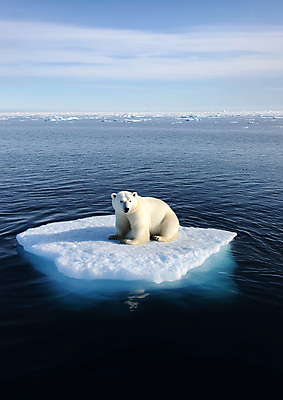 JPG 구름 편집이미지 바다 하늘 사람없음 파란색 북극곰 빙하 지구온난화 기후변화 위기 편집실사 AI포토 AI콘텐츠 녹이기 자연요소 컬러 곰 모션 날씨 변화 CG 파일형식
