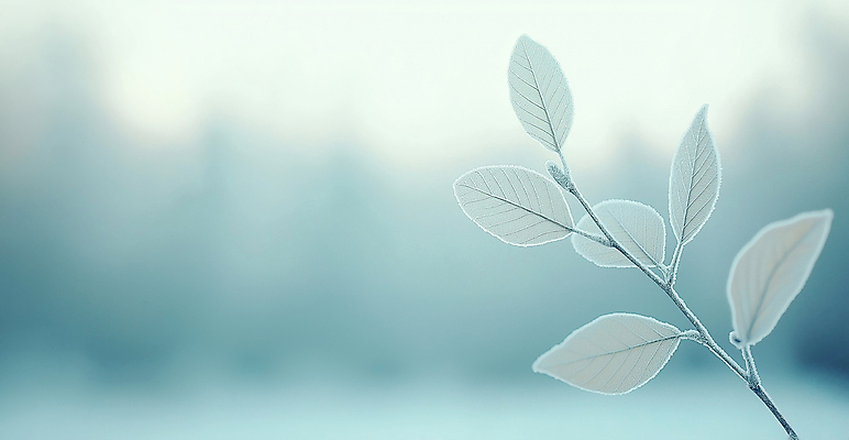 JPG 편집이미지 백그라운드 잎 설경 겨울 사람없음 파란색 눈 서리 쌓인눈 카피스페이스 편집실사 AI포토 AI콘텐츠 자연요소 식물 계절 컬러 날씨 풍경 공백 CG 파일형식