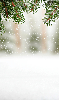 JPG 편집이미지 백그라운드 설경 프레임 사람없음 눈 서리 솔잎 쌓인눈 눈내림 카피스페이스 편집실사 AI포토 AI콘텐츠 자연요소 잎 겨울 날씨 눈_날씨 풍경 공백 CG 파일형식