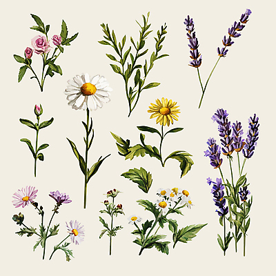 잎 일러스트 수채화 국화 사람없음 장미 빈티지 데이지 라벤더 엘리먼트 국내일러스트 AI파일 식물 꽃 컨셉 허브 파일형식 벡터