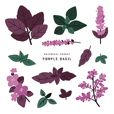 디자인 꽃 스티커 일러스트 나뭇잎 사람없음 보라색 오브젝트 바질 보테니컬아트 국내일러스트 AI파일 식물 컬러 잎 파일형식 벡터