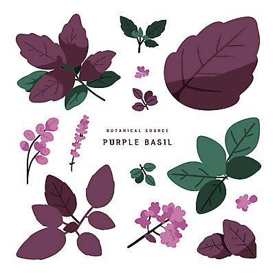디자인 꽃 스티커 일러스트 나뭇잎 사람없음 보라색 오브젝트 바질 보테니컬아트 국내일러스트 AI파일 식물 컬러 잎 파일형식 벡터