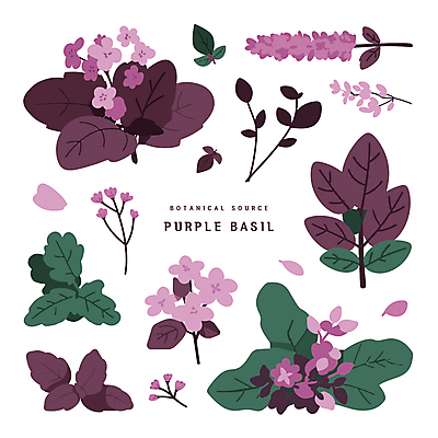 디자인 꽃 스티커 일러스트 나뭇잎 사람없음 보라색 오브젝트 바질 보테니컬아트 국내일러스트 AI파일 식물 컬러 잎 파일형식 벡터