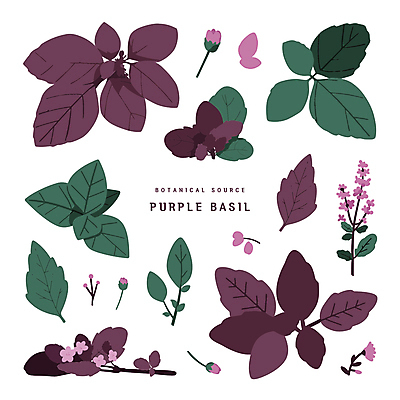 디자인 꽃 스티커 일러스트 나뭇잎 사람없음 보라색 오브젝트 바질 보테니컬아트 국내일러스트 AI파일 식물 컬러 잎 파일형식 벡터