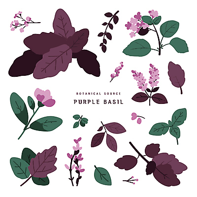 디자인 꽃 스티커 일러스트 나뭇잎 사람없음 보라색 오브젝트 바질 보테니컬아트 국내일러스트 AI파일 식물 컬러 잎 파일형식 벡터