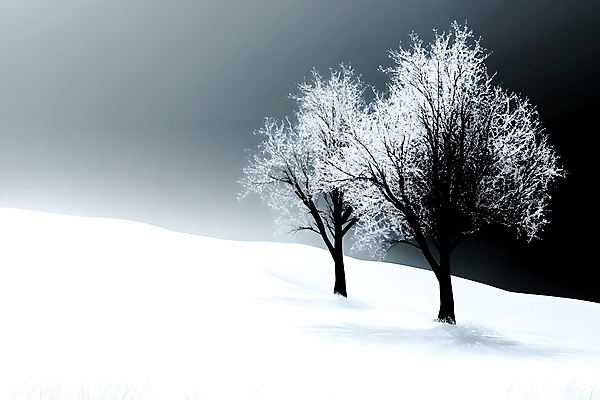 JPG 나무 겨울 일러스트 그림자 풍경 사람없음 설원 눈 차가움 야간 국내일러스트 AI일러스트 AI콘텐츠 자연요소 식물 계절 날씨 눈_날씨 파일형식