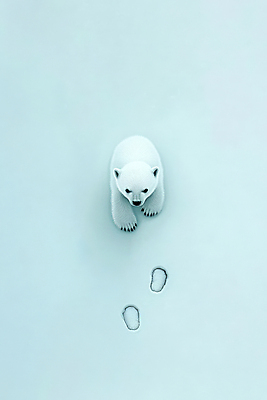 PSD 새끼 하늘색 일러스트 사람없음 귀여움 고독 발자국 그림 북극곰 심플 미니멀 국내일러스트 동물 감정 컨셉 곰 자국 파란색 파일형식