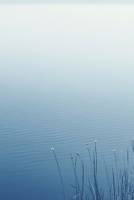 JPG 식물 편집이미지 바다 하늘색 자연 풍경 사람없음 강 고요 편안함 흐림 잔물결 편집실사 AI포토 AI콘텐츠 물결 날씨 파란색 감각 CG 생태계 파일형식