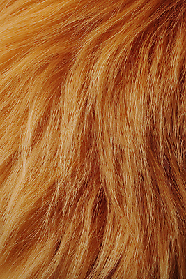 JPG 동물 편집이미지 털 사람없음 주황색 부드러움 편집실사 AI포토 AI콘텐츠 컬러 감각 CG 파일형식