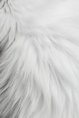 JPG 동물 편집이미지 털 사람없음 흰색 부드러움 편집실사 AI포토 AI콘텐츠 컬러 감각 CG 파일형식