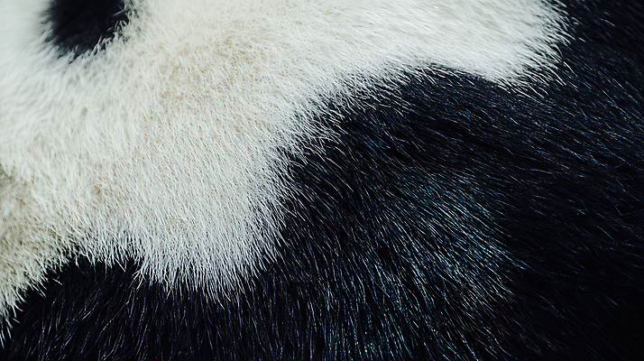 JPG 동물 편집이미지 털 사람없음 검은색 흰색 부드러움 편집실사 AI포토 AI콘텐츠 컬러 감각 CG 파일형식