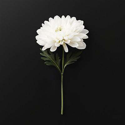 JPG 편집이미지 꽃 한송이 국화 사람없음 검은색 애도 위로 장례식 추모 편집실사 AI포토 AI콘텐츠 식물 1 컬러 CG 송이 파일형식