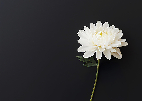 JPG 편집이미지 한송이 국화 사람없음 검은색 애도 위로 장례식 추모 편집실사 AI포토 AI콘텐츠 1 꽃 컬러 CG 송이 파일형식