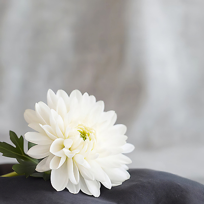 JPG 편집이미지 한송이 국화 사람없음 회색 천 애도 위로 장례식 추모 편집실사 AI포토 AI콘텐츠 1 꽃 컬러 직물 CG 송이 파일형식