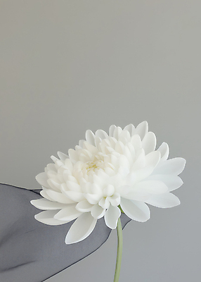 JPG 편집이미지 한송이 국화 사람없음 회색 천 애도 위로 장례식 추모 편집실사 AI포토 AI콘텐츠 1 꽃 컬러 직물 CG 송이 파일형식