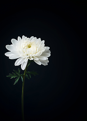 JPG 편집이미지 한송이 국화 사람없음 검은색 애도 위로 장례식 추모 편집실사 AI포토 AI콘텐츠 1 꽃 컬러 CG 송이 파일형식