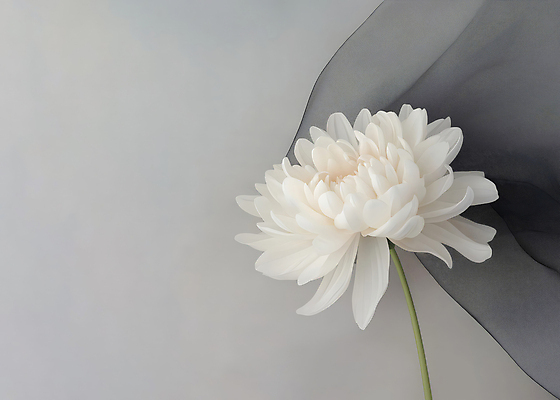 JPG 편집이미지 한송이 국화 사람없음 회색 천 애도 위로 장례식 추모 편집실사 AI포토 AI콘텐츠 1 꽃 컬러 직물 CG 송이 파일형식