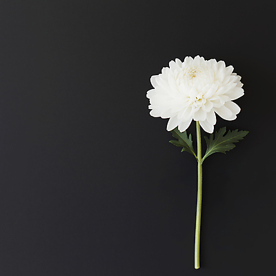 JPG 편집이미지 한송이 국화 사람없음 검은색 애도 위로 장례식 추모 편집실사 AI포토 AI콘텐츠 1 꽃 컬러 CG 송이 파일형식