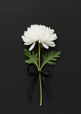 JPG 편집이미지 리본 한송이 국화 사람없음 검은색 애도 위로 장례식 추모 편집실사 AI포토 AI콘텐츠 1 꽃 컬러 CG 송이 파일형식