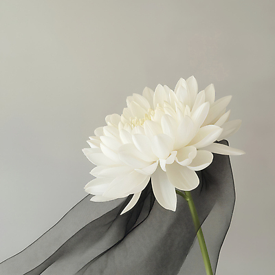 JPG 편집이미지 한송이 국화 사람없음 회색 천 애도 위로 장례식 추모 편집실사 AI포토 AI콘텐츠 1 꽃 컬러 직물 CG 송이 파일형식