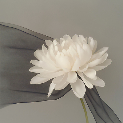 JPG 편집이미지 한송이 국화 사람없음 회색 천 애도 위로 장례식 추모 편집실사 AI포토 AI콘텐츠 1 꽃 컬러 직물 CG 송이 파일형식